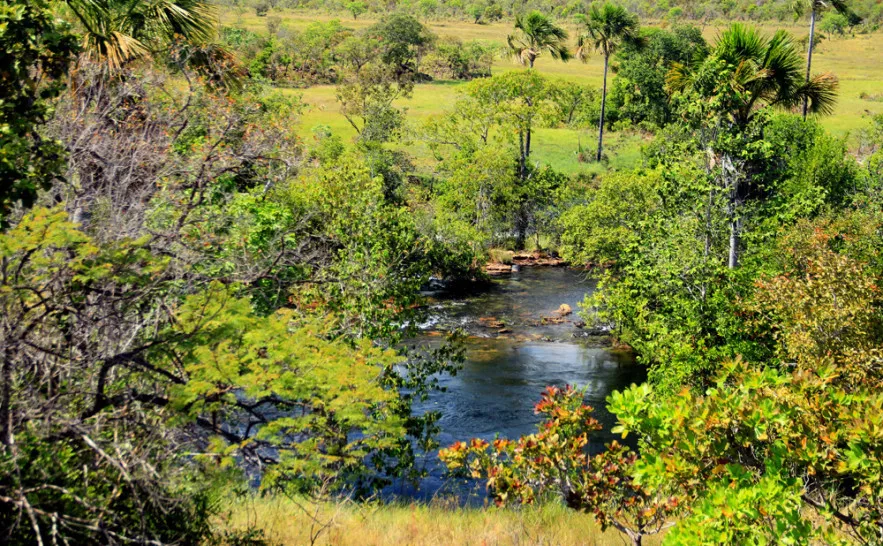 Governo do Tocantins Registra queda de 38,3%  no desmatamento no estado