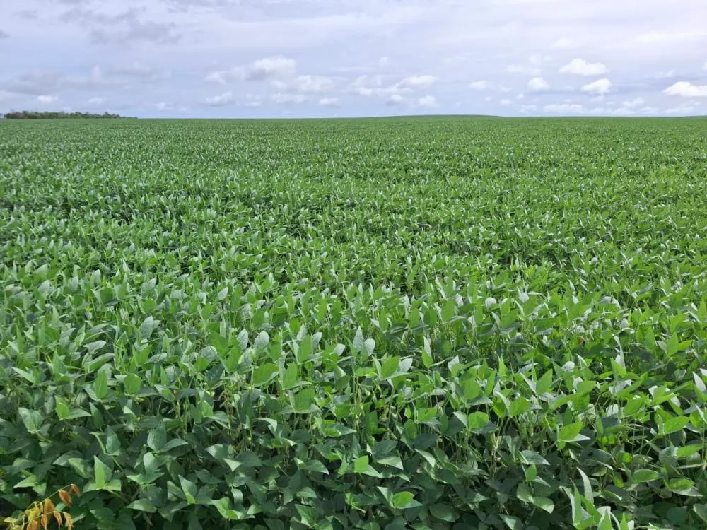 Capital do Agro: Porto Nacional exporta R$ 190 milhões no primeiro bimestre