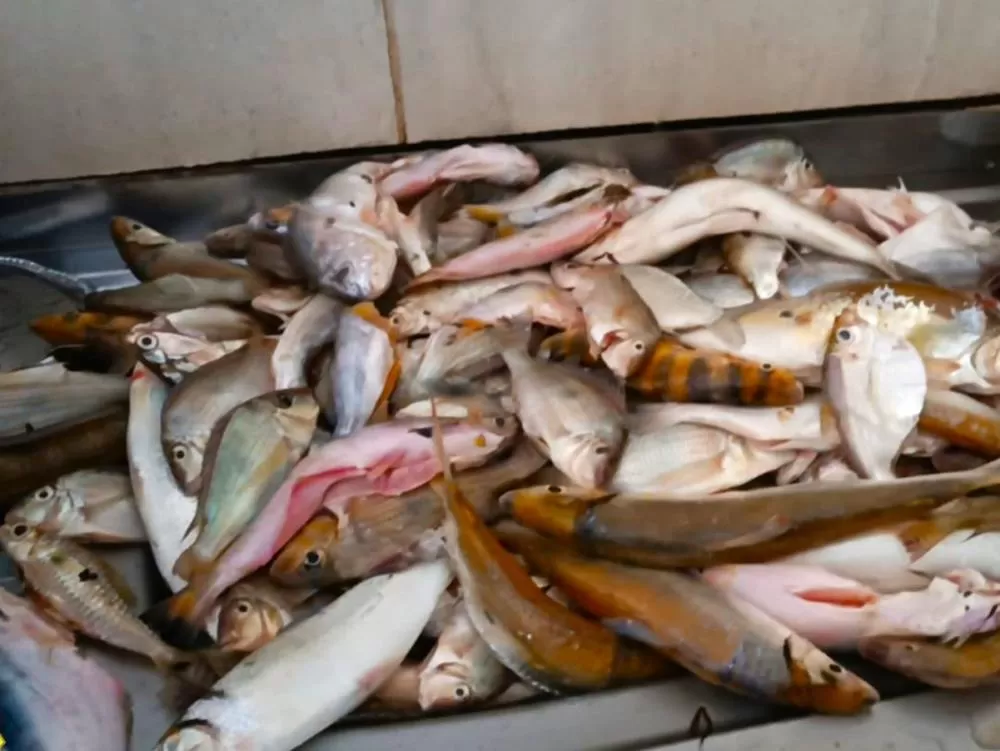 Naturatins informa que comerciantes de peixe têm até quinta, 31, para declarar seus estoques
