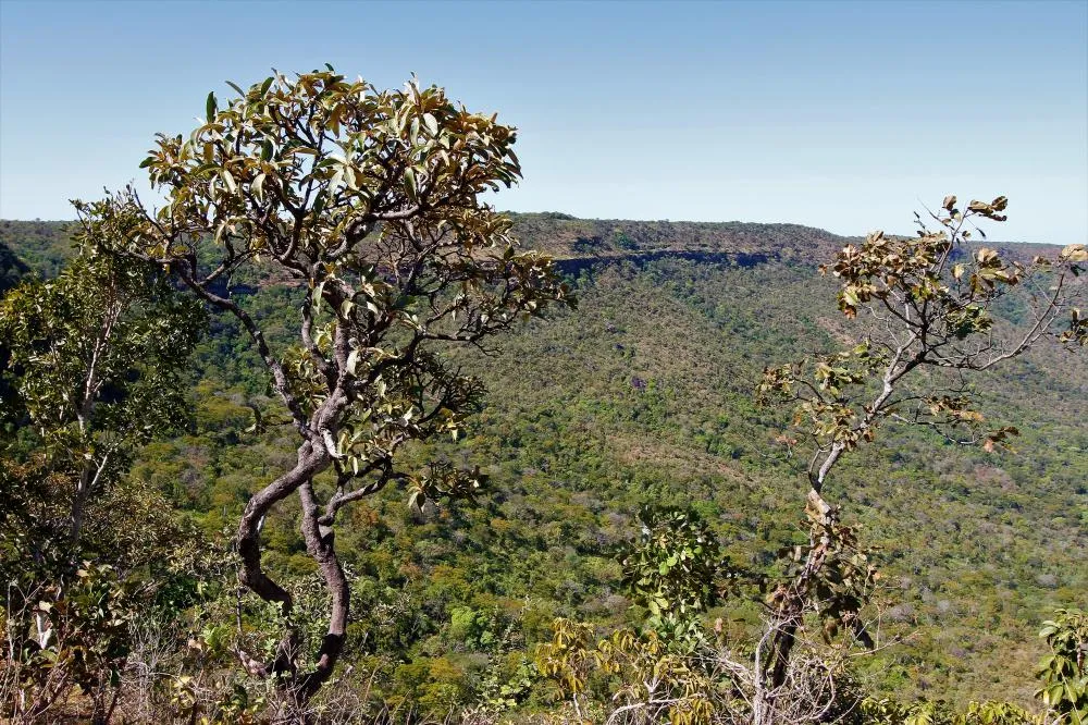 Governo registra redução de 47,6% de focos de queimada no primeiro trimestre de 2025