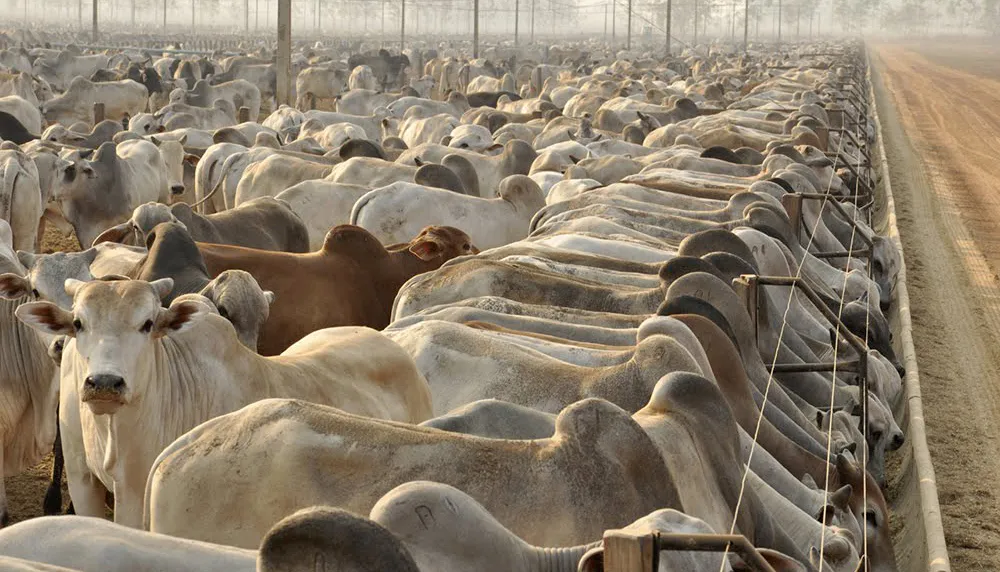 Tocantins é reconhecido internacionalmente livre da febre aftosa sem vacinação pela OMS Animal