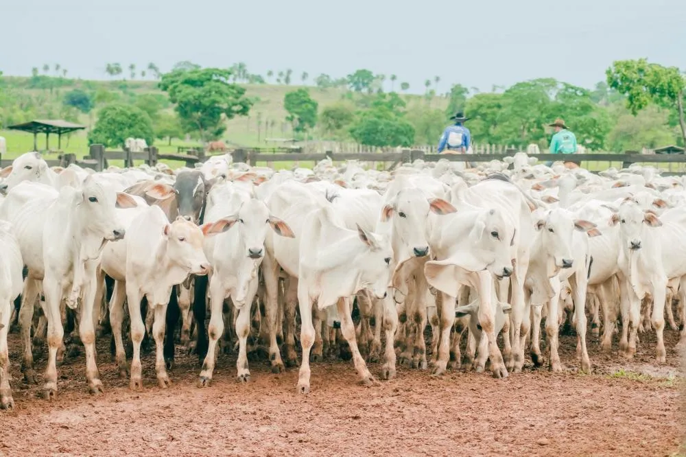 Adapec realiza curso sobre vigilância em Febre Aftosa