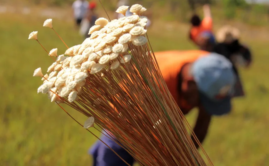 Naturatins realiza emissão de licença de manejo do Capim-Dourado e Buriti até 31 de julho