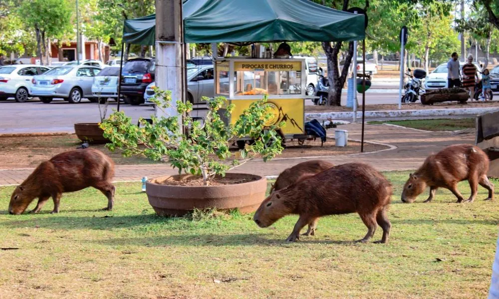 Prefeitura de Palmas promove atividades de educação ambiental no Parque Cesamar