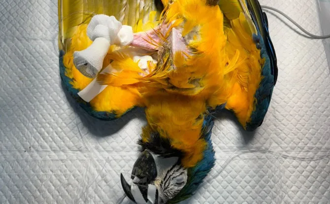 Naturatins e Ulbra realizam cirurgia de amputação e prótese em arara-canindé