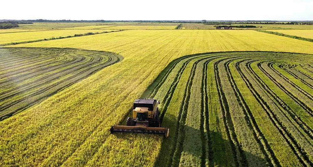 Tocantins se consolida como terceiro maior produtor de arroz do Brasil