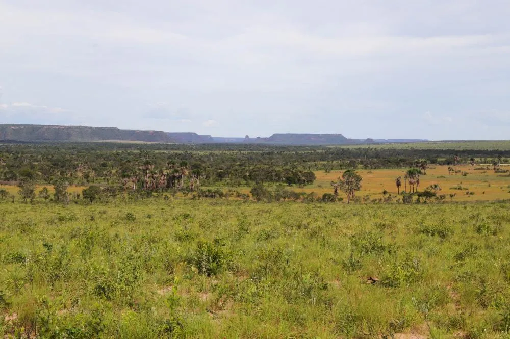 Estado do Tocantins reduz 21,8% de área desmatada em 2025