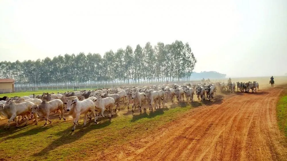 Tocantins é potência pecuária com 11,6 milhões de cabeças de gado e celebra genética de excelência no 1º Leilão Nelore