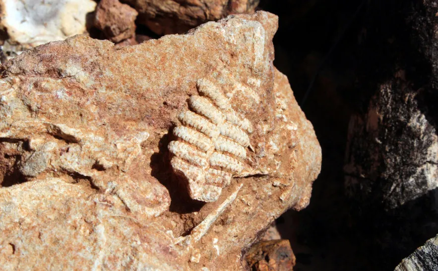 Naturatins celebra 25 anos de história e conservação do Monumento Natural das Árvores Fossilizadas