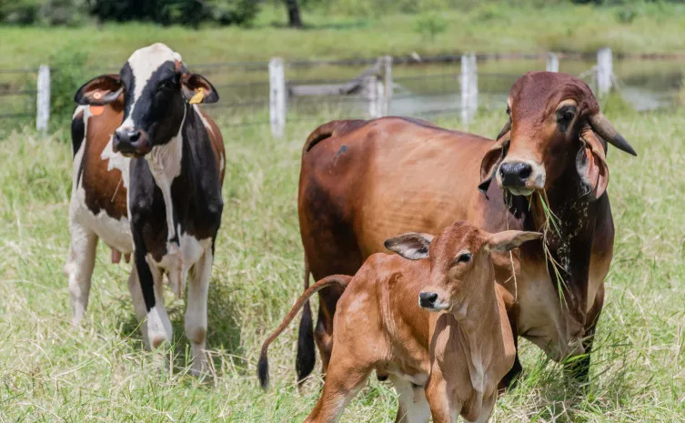 Estado alerta produtores sobre o prazo final da declaração obrigatória de rebanhos que termina dia 30 de novembro