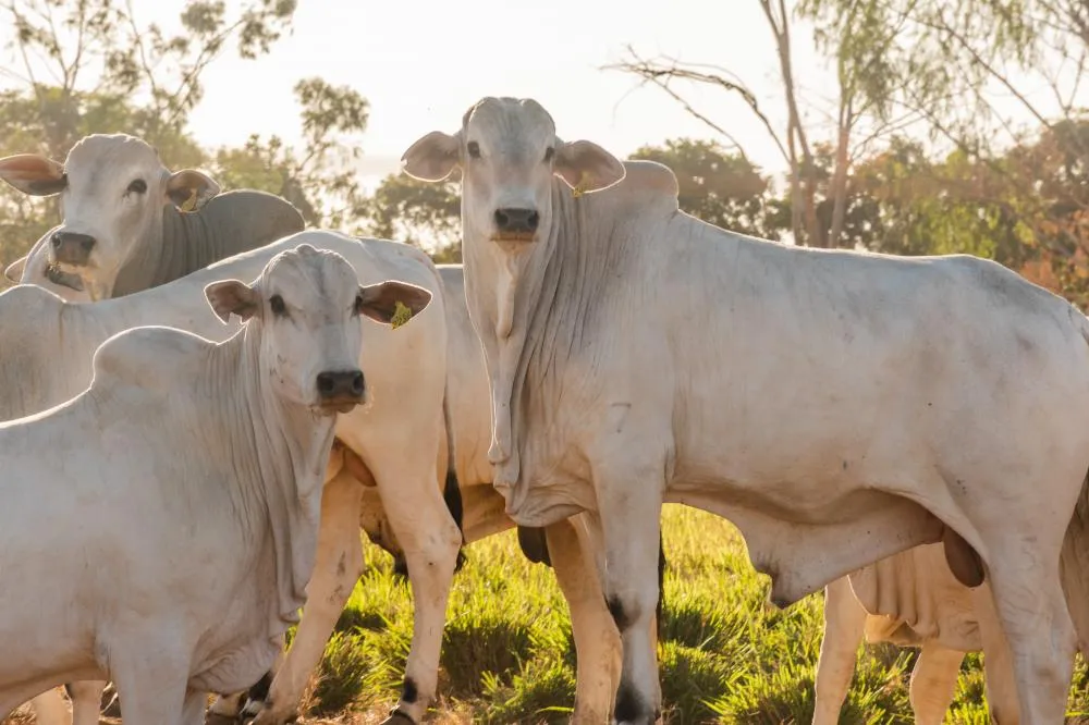Resultado supera o parâmetro mínimo do Ministério da Agricultura e Pecuária, que é de 90% e comprova o compromisso dos produtores rurais tocantinenses com a sanidade animal.