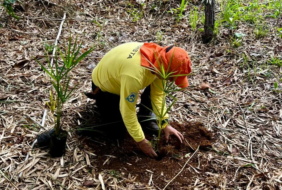 O Naturatins realizou ação de reflorestamento e recuperação ambiental no entorno do Lago dos Buritis, em Lajeado. Foto: Naturatins/Governo do Tocantins