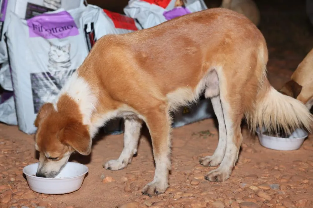 Palmas lança programa Tigela Cheia e realiza posse do Conselho Municipal de Proteção e Defesa dos Animais