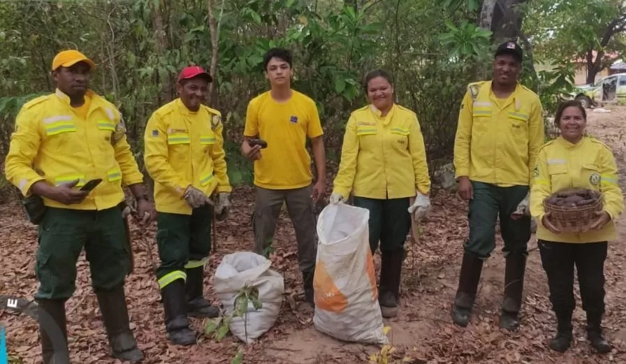 Naturatins apoia coleta do jatobá para fortalecer o desenvolvimento socioeconômico na região do Jalapão