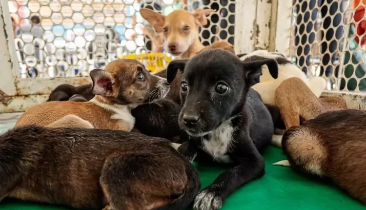 A ação acontece na Clínica Veterinária da Dra. Paula Lima, espaço cedido para a realização do encontro - Foto: Reprodução.