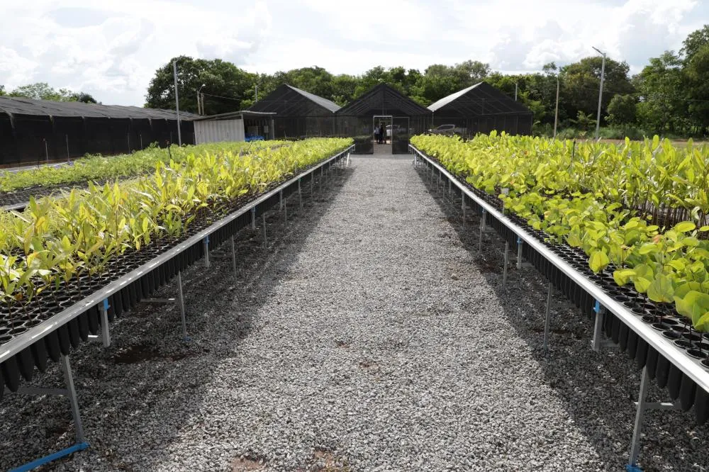 Tocantins distribui cerca de 17 mil mudas do Cerrado para recuperar  Áreas de Preservação Permanentes nas bacias hidrográficas
