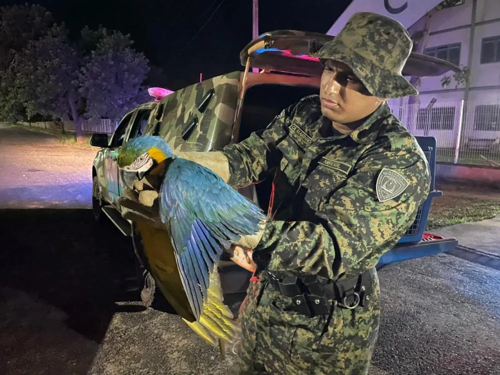 A arara foi encaminhada ao Centro de Fauna do Tocantins (CEFAU). Foto: Divulgação/GMP