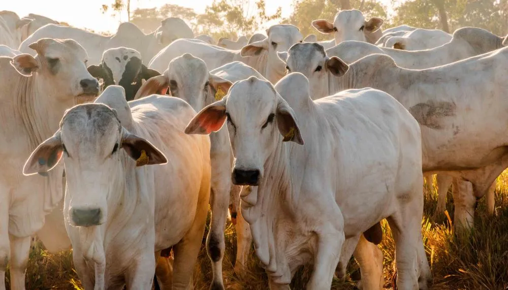 Tocantins soma mais de 11 milhões de cabeças de gado e figura entre os dez maiores rebanhos do Brasil. Foto: Keven Lopes/Governo do Tocantins
