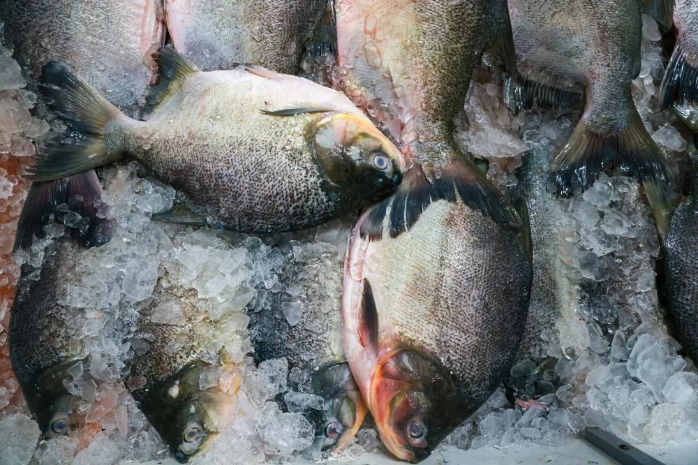 Tilápia está entre os produtos com maior variação de preço nos estabelecimentos pesquisados. Foto: Lia Mara