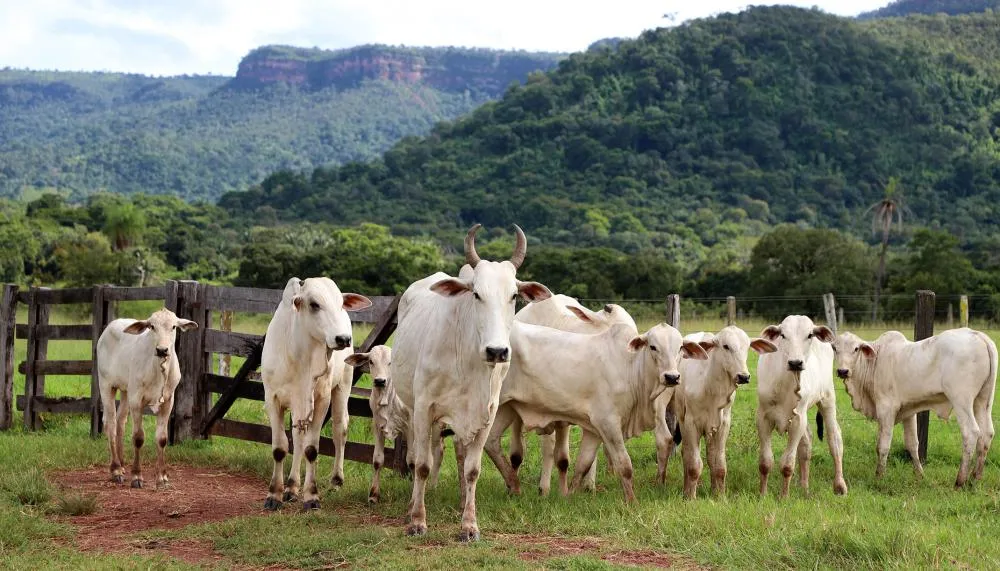 Fazenda Brasil Novo, em Palmas, é uma das propriedades selecionadas para os projetos-piloto de identificação individual de animais. Foto: Aldemar Ribeiro/Governo do Tocantins