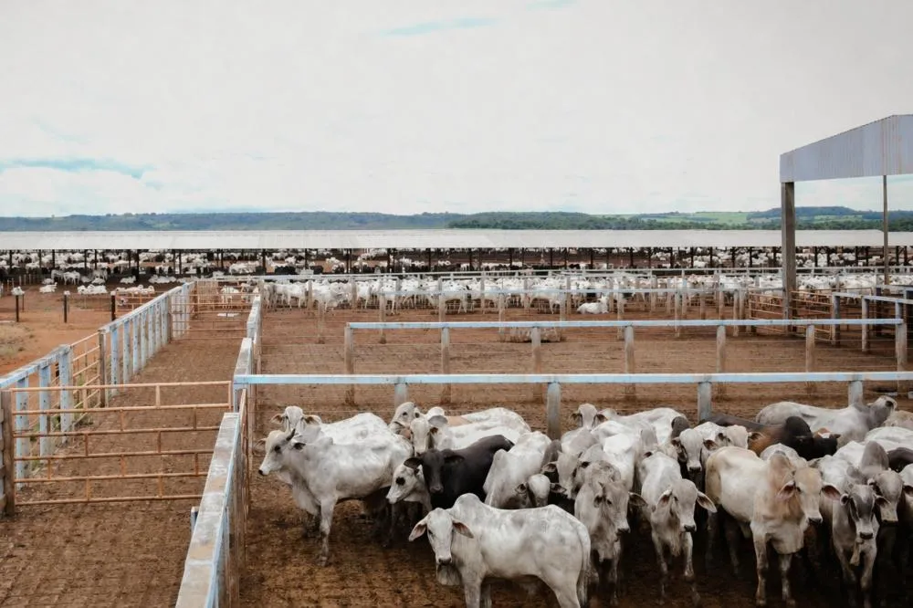A estimativa do Governo do Estado é receber cerca de 58 mil declarações, contemplando aproximadamente 12 milhões de animais. Foto: Majuh Souza / Governo do Tocantins.