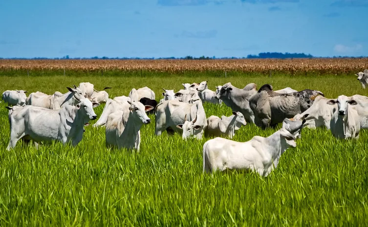 Produção de grãos no Tocantins se aproxima de 9 milhões de toneladas, com destaque para soja e milho. Foto: Kleiber Arantes/Governo do Tocantins 