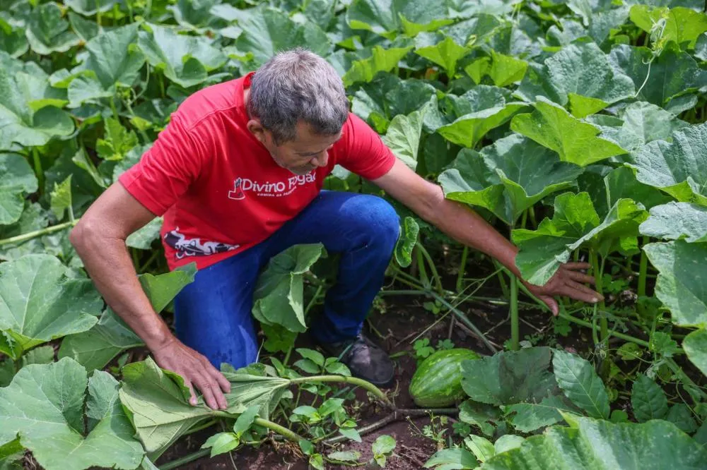 Alimentos distribuídos serão entregues aos Cras. Foto: Júnior Suzuki