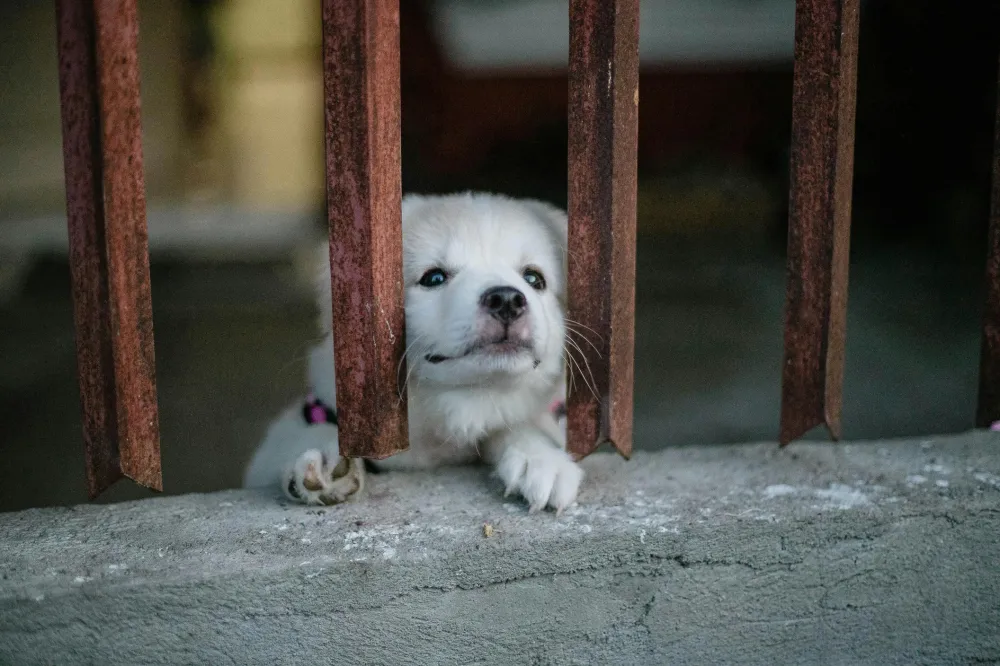 Nova lei em Palmas reforça combate aos maus-tratos e cria regras para comercialização de cães e gatos