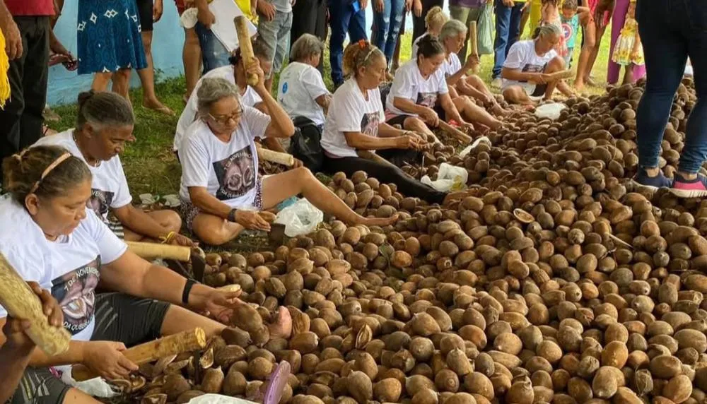 Governo do Tocantins fortalece cadeia do babaçu que gera renda para cerca de 5 mil famílias