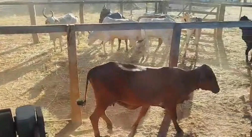 Polícia Civil recupera rebanho furtado e apreende caminhão em Pedro Afonso