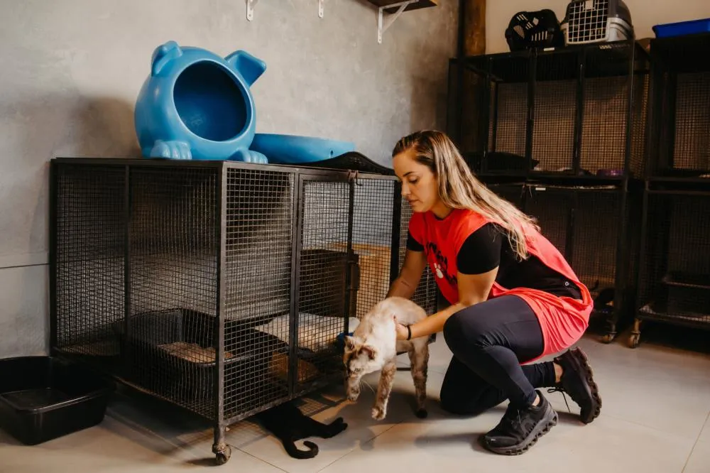 MaryCats convida população a fazer parte do trabalho de proteção animal como voluntário