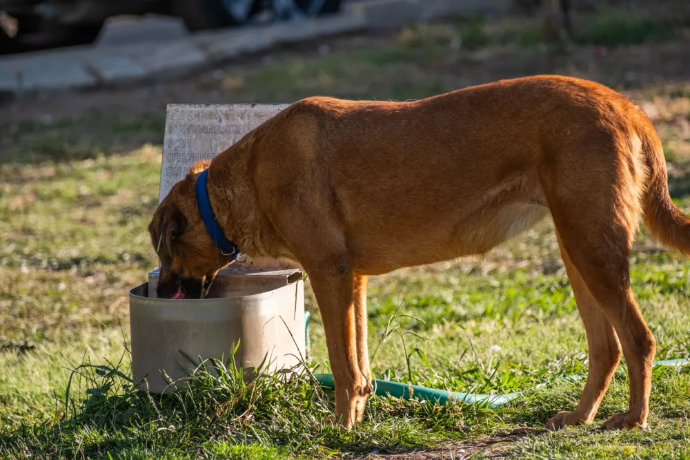 Vereadora MaryCats da Causa Animal incentiva a população a disponibilizar água para os animais durante o período de seca