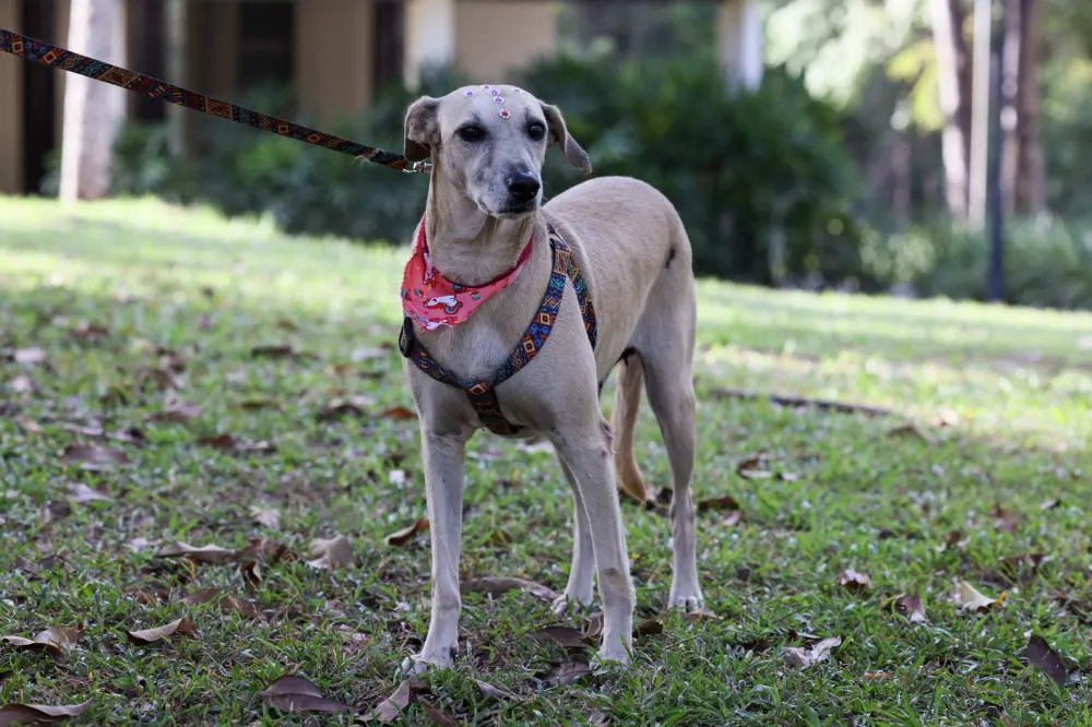 Projeto Parceiro de Caminhada realizado pela Prefeitura de Palmas promove interação com cães adultos disponíveis para adoção
