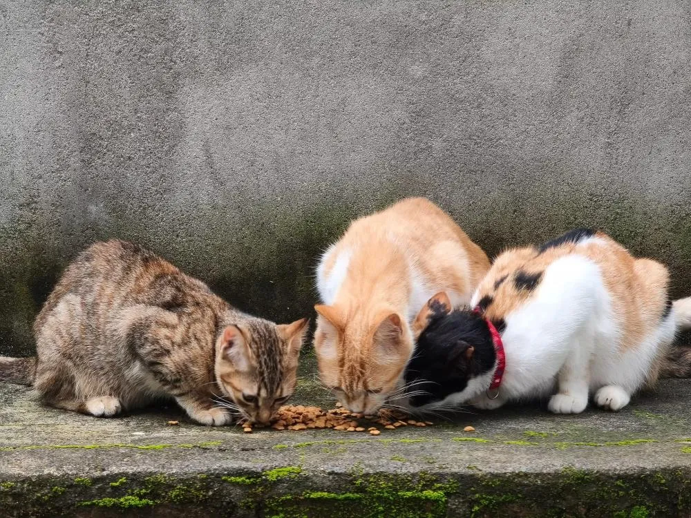 MaryCats fortalece proteção animal com lei que amplia divulgação do direito de alimentar animais em situação de rua 