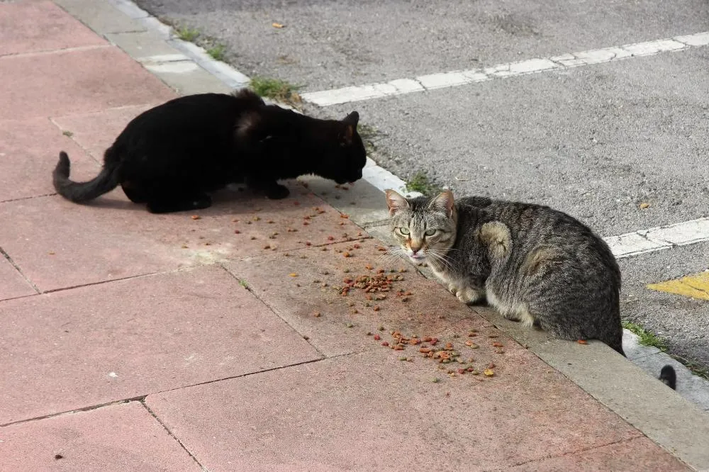 Vereadora MaryCats da Causa Animal realiza ação de de animais na ETI Padre Josimo Morais Tavares