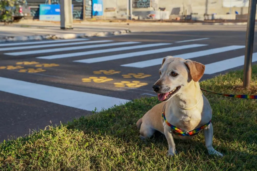 Hidratação, passeios seguros e acesso à sombra são estratégias para proteção dos pets durante calor intenso. Foto: Lia Mara