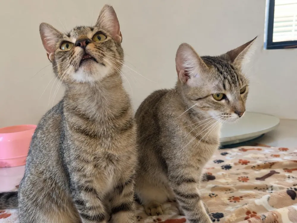 Resgatados de maus-tratos, Cookie e Truffa aguardam uma família após serem diagnosticados com o vírus da leucemia felina