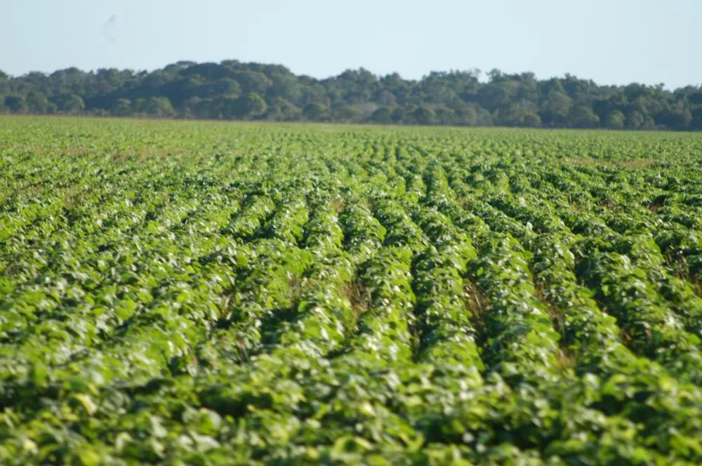 Tocantins poderá superar, pela primeira vez, a marca de 10 milhões de toneladas de grãos na safra 2026/2027, segundo projeção da Conab. Foto: Madson Maranhão/Governo do Tocantins