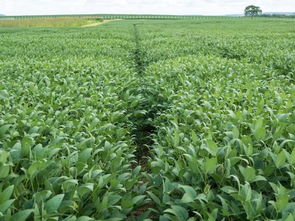 Adapec alerta sobre prazos para encerramento do plantio de soja e cadastramento da área cultivada