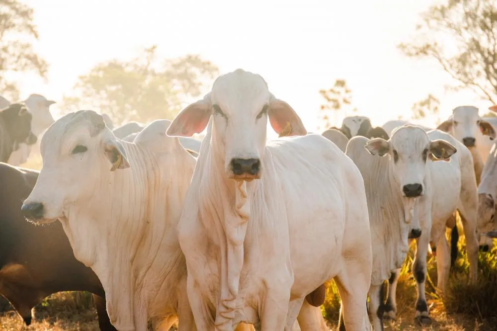 Tocantins registra crescimento de 38,1% na vacinação contra a raiva dos herbívoros em bovinos