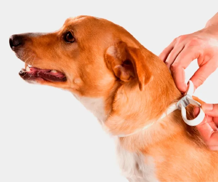 MaryCats da Causa Animal conquista aprovação de requerimento para ampliar o encoleiramento de cães na Capital